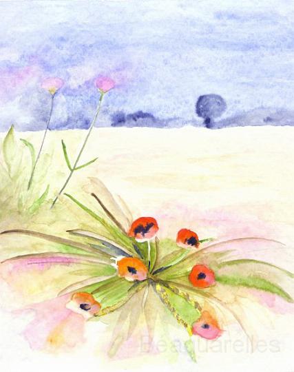coquelicot sur champ 211299.JPG - Sur le sable